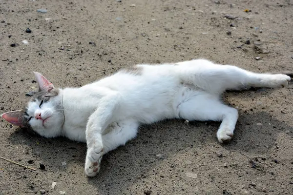 Μια Λευκή Γάτα Μαύρες Κηλίδες Βρίσκεται Στο Έδαφος Pet Για — Φωτογραφία Αρχείου