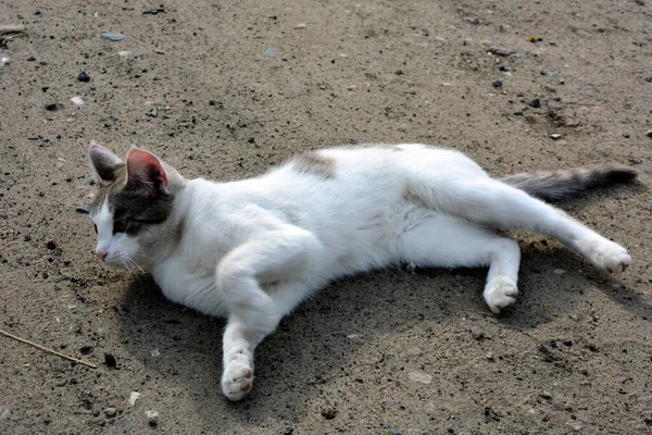 Stezce Válela Bílá Kočka Černými Skvrnami Pet Procházku Létě Pohled — Stock fotografie
