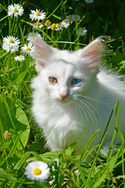 具有不同颜色的眼睛的小猫的肖像 白猫坐在盛开的雏菊中 夏天在草丛中散步的宠物 — 图库照片