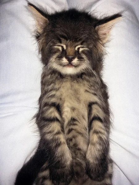 小さな眠っているタビー子猫の肖像画 上からの眺め — ストック写真