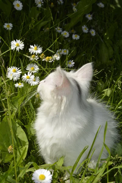Retrato Gatinho Com Olhos Cores Diferentes Gato Branco Cheira Margaridas — Fotografia de Stock