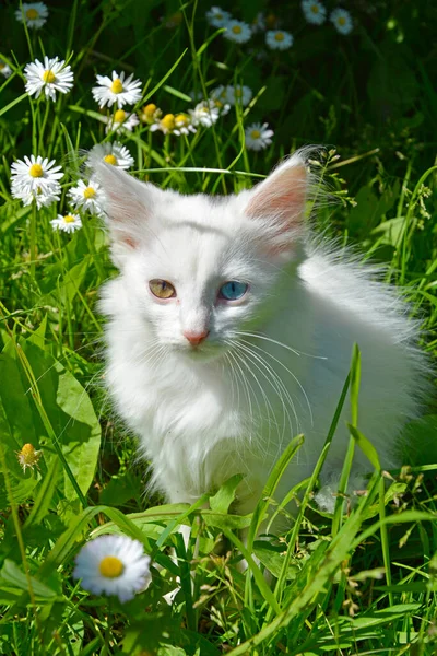 Yavru kedinin farklı renkte gözleri var. Farklı gözleri olan bir kedi çimenlerde oturur. Papatyalardaki mavi gözlü hayvan.