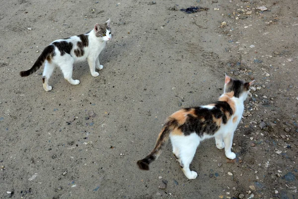 Spottade Katter Går Gatan Husdjur Hittas För Promenader Sommaren Utsikt — Stockfoto