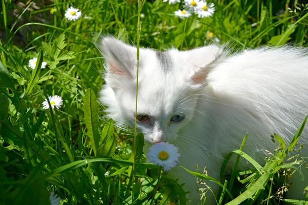 Beyaz kedi papatyaları kokluyor. Farklı renkte gözleri olan bir kedi portresi. Evcil hayvan yazın çimlerin arasında yürüyüşe çıkar..