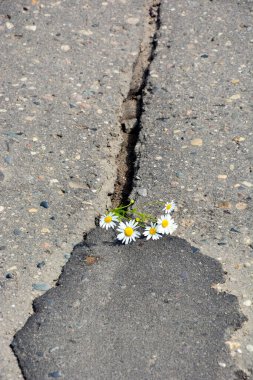 Yollardaki çukurlar. Papatya çayı asfaltta yetişir. Şehirde yol onarımı.
