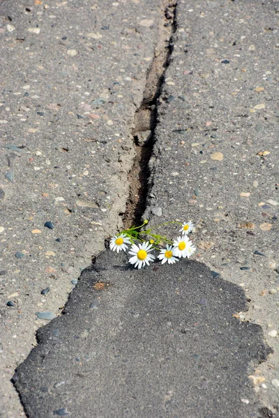 Des Fosses Sur Les Routes Camomille Pousse Travers Asphalte Réparation — Photo