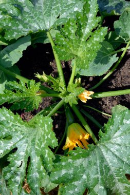 Çiçek açan kabak. Büyük sulu yeşil yaprakları, sarı cilt bakımı ve taze meyveleri olan bir kabak çalısı..