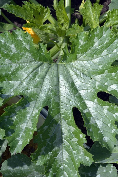 Φύλλα Κολοκυθιού Κοντά Όμορφα Μεγάλα Σκαλιστά Ζουμερά Πράσινα Φύλλα Από — Φωτογραφία Αρχείου