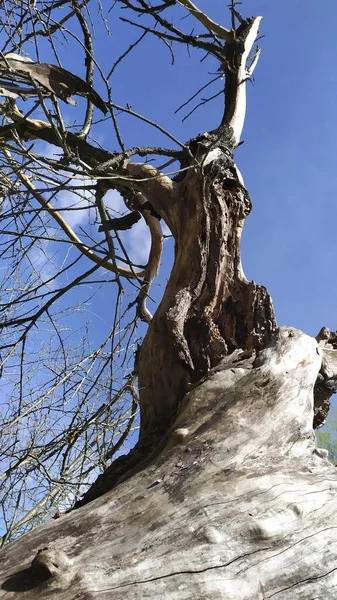 Beautiful Driftwood Tree Blue Sky Dry Stump Felled Tree Shot — Stock Photo, Image