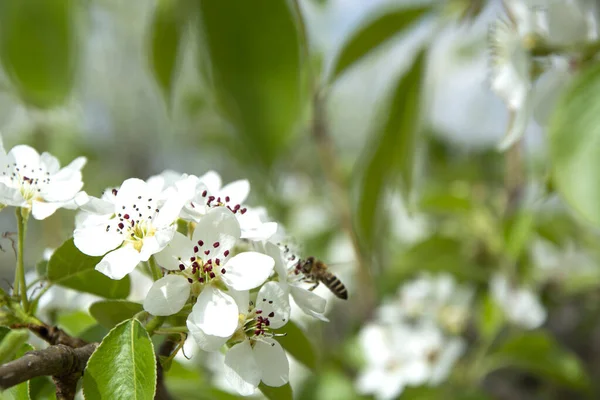 Квітуча Груша Бджоли Запилюють Цвітіння Груші Вишні Розмитий Фон Весняне — стокове фото
