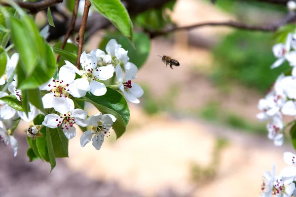 Квітуча Груша Весняне Цвітіння Плодових Дерев Розмитий Фон Бджоли Запилюють — стокове фото