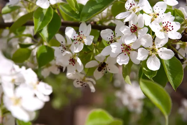 花梨子 果树的春天开花 蜜蜂收集花粉 梨花和樱桃花特写 — 图库照片