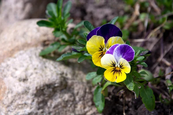 Viola Jardín Hermosas Flores Crecen Lecho Flores Cerca Las Piedras —  Fotos de Stock