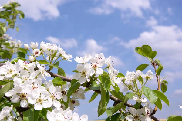 White pear flowers against the blue sky. Flowering pear. Spring flowering of fruit trees. Blurred background.