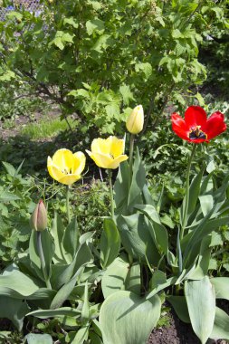 Red and yellow poppies, top view. A beautiful wild flower. Bright red poppy flower on a background of green plants on a sunny spring day. Growing raw materials for confectionery. Beautiful garden flowers in a flowerbed in a vegetable garden.