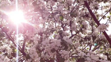 Apple trees are blooming. The sun's rays make their way through the branches of flowering garden trees. Pink morning in the garden. Fruit trees bloom in spring. Bees pollinate apple trees.