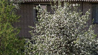 Apple trees in the garden on the background of a brick house. Blooming fruit trees. View from above. Nice view of the apple orchard.