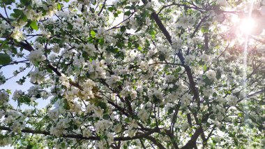 The apple trees are abundantly flowering. The sun's rays make their way through flowering garden trees. Fruit trees bloom in spring. Bees pollinate apple trees.