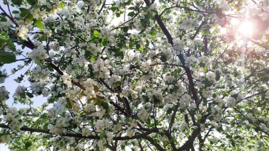 The apple trees are abundantly flowering. The sun's rays make their way through the branches of flowering garden trees. Fruit trees bloom in spring. Bees pollinate apple trees.