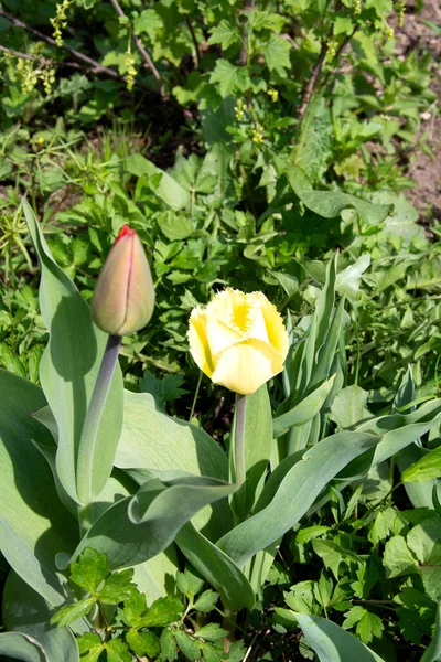 Yellow poppies, top view. A beautiful wild flower. Bright red poppy flower on a background of green plants on a sunny spring day. Growing raw materials for confectionery. Beautiful garden flowers in a flowerbed in a vegetable garden.