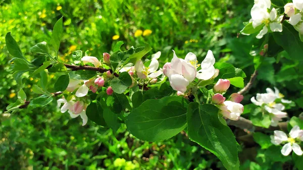 Pommier Fleurs Des Arbres Jardin Fleurs Les Arbres Fruitiers Fleurissent — Photo