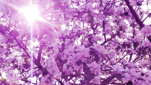 Salida Del Sol Lila Jardín Los Manzanos Están Floreciendo Los —  Fotos de Stock