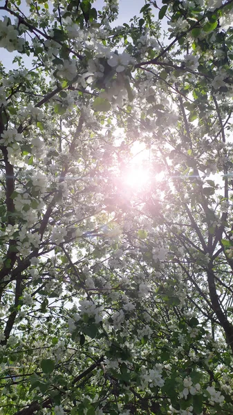 Ранок Сонця Проходить Крізь Квітучі Гілки Яблуні Яблуня Цвіте Саду — стокове фото