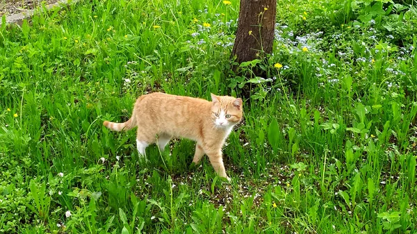 生姜猫が生い茂った牧草地を歩いている 夏の草の中の若い子猫 散歩用のペット — ストック写真