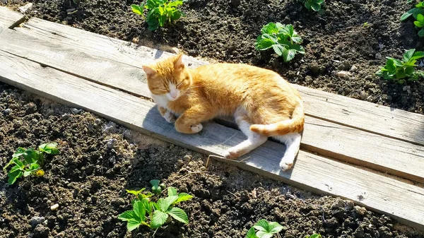 イチゴの茂みの近くの木の板の上にジンジャー猫が休んでいます 庭の外で寝るペット — ストック写真