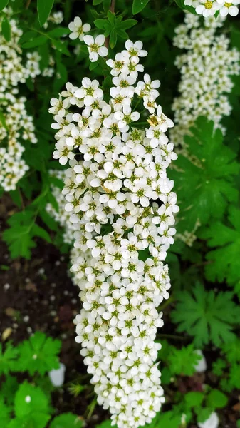 Cepillo Flores Spirea Cerca Spirea Blanco Creciendo Cerca Del Camino —  Fotos de Stock