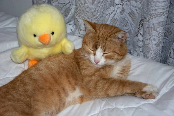 柔らかいおもちゃのクローズアップでジンジャー猫の睡眠 家のベッドの上の子猫と鶏 — ストック写真