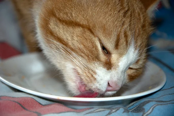 The cat is eating. Ginger kitten licks food from a white plate.