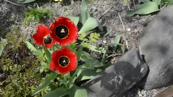 Rode papaver zwaait in de wind. Poppy groeit op een bloembed in een moestuin. Rode bloemen in het voorjaar en de zomer. — Stockvideo