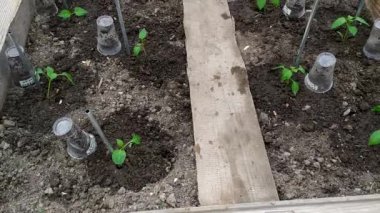 Biber tohumları bir serada toprağa ekilir. Filmin altında taze biber filizleri yetişiyor. Bahçede bahar çalışması.