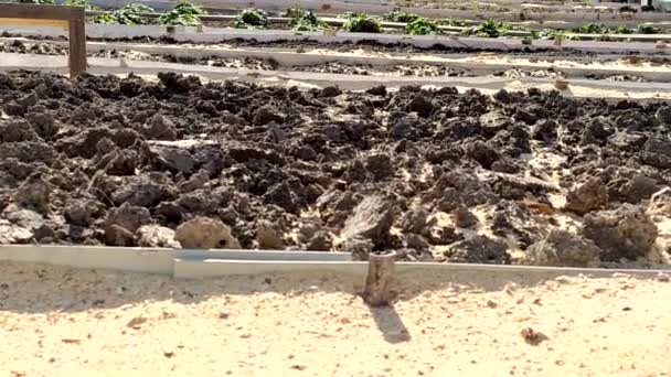 Садовые кровати на заднем дворе. Движение камеры снизу вверх. Выкопал землю на хребтах для посадки овощей и трав. — стоковое видео