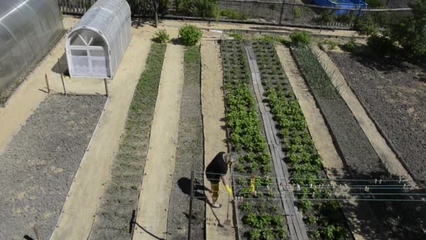 Tuinbedden bovenaanzicht. Een vrouw maakt groeven schoon met een hark. Plantaardige lange en zelfs bedden en kassen in hun zomerhuisje. — Stockvideo