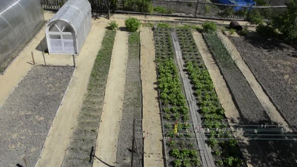 Lits de jardin vue de dessus. Légumes longs et même lits et serres à leur chalet d'été. La banlieue est filmée d'une hauteur. — Video