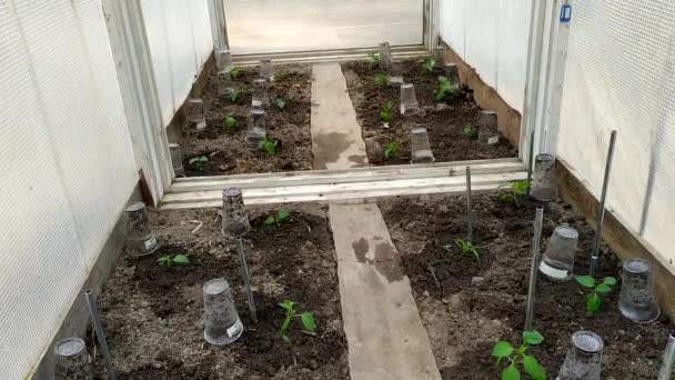 Las plántulas de pimienta se plantan en el suelo en un invernadero. Trabajos de primavera en el jardín. Brotes jóvenes de pimientos crecen bajo la película. — Vídeos de Stock