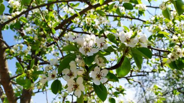 Mavi gökyüzünün arka planında çiçek açan kiraz. İlkbaharda meyve ağaçları.