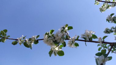 Mavi gökyüzüne karşı çiçek açan armut dalı. Baharın başında meyve ağaçları. Çiçek arka planı.
