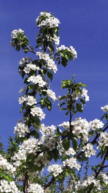 Çiçek açmış armut. Mavi gökyüzüne karşı bol bol çiçek açan bir armut dalı. Baharın başında meyve ağaçları. Dikey çiçek arkaplanı.