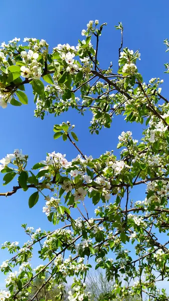 Квітуча Вишня Тлі Блакитного Неба Фруктові Дерева Ранньої Весни Квітковий — стокове фото