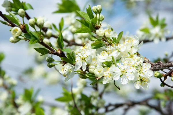 Kwitnąca Wiśnia Tle Nieba Drzewa Owocowe Wczesną Wiosną — Zdjęcie stockowe