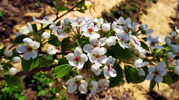 Branche Cerisier Aux Fleurs Blanches Cerisier Fleurs Arbres Fruitiers Début — Photo