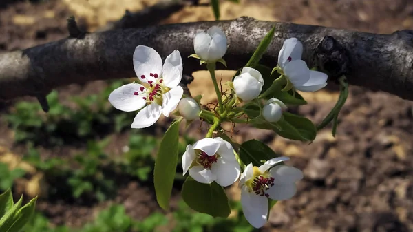 Fleurs Blanches Cerisier Gros Plan Cerisier Fleurs Arbres Fruitiers Début — Photo