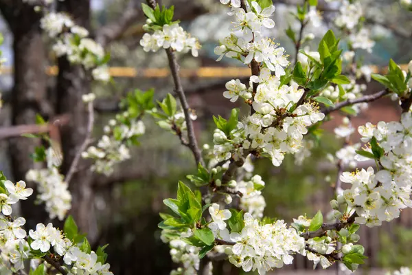 Kwitnąca Wiśnia Wiśniowy Gałąź Biały Kwiat Drzewa Owocowe Wczesną Wiosną — Zdjęcie stockowe