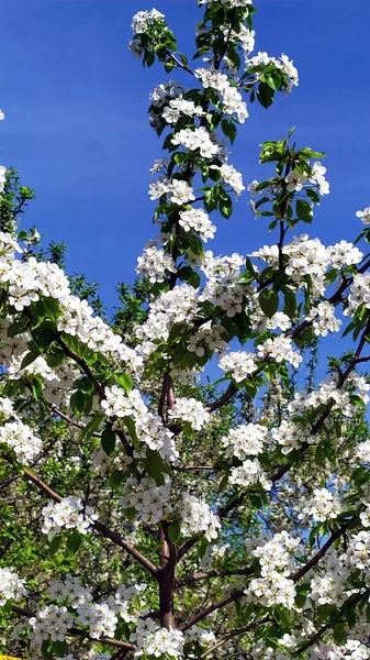 Peral Floreciente Jardín Rama Pera Contra Cielo Azul Árboles Frutales —  Fotos de Stock