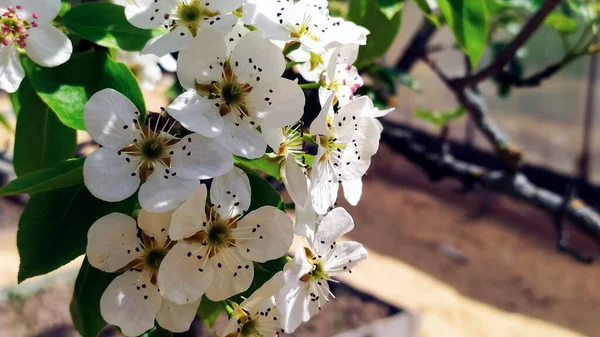 Kwiaty Gruszki Bliska Drzewa Owocowe Wczesną Wiosną Tło Kwiatowe — Zdjęcie stockowe
