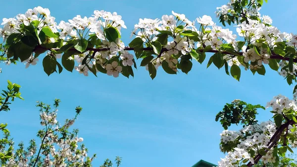 Peras Flor Una Rama Pera Profusamente Floreciente Contra Cielo Azul —  Fotos de Stock