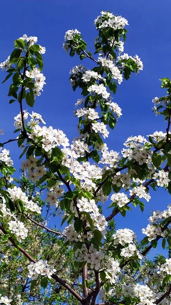 Peras Flor Rama Pera Contra Cielo Azul Árboles Frutales Principios —  Fotos de Stock